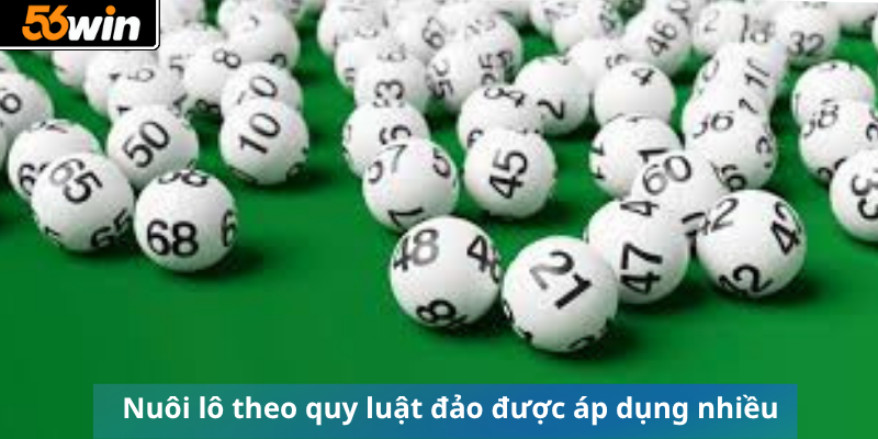 Nuôi lô theo quy luật đảo được áp dụng nhiều