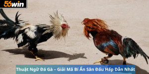 Thuật Ngữ Đá Gà – Giải Mã Bí Ẩn Sân Đấu Hấp Dẫn Nhất