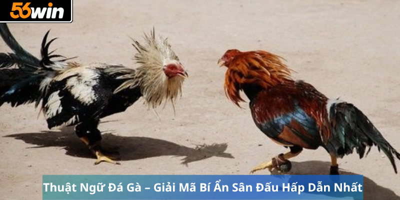 Thuật Ngữ Đá Gà – Giải Mã Bí Ẩn Sân Đấu Hấp Dẫn Nhất