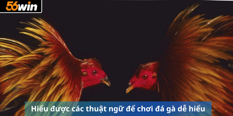 Hiểu được các thuật ngữ để chơi đá gà dễ hiểu hơn