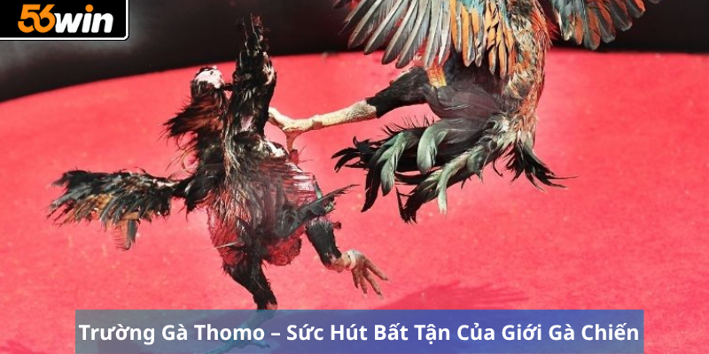 Trường Gà Thomo – Sức Hút Bất Tận Của Giới Gà Chiến 