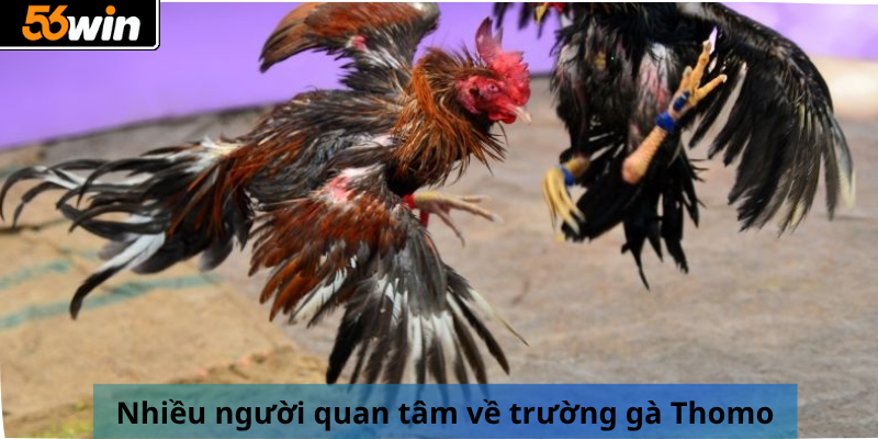 Nhiều người quan tâm về trường gà Thomo