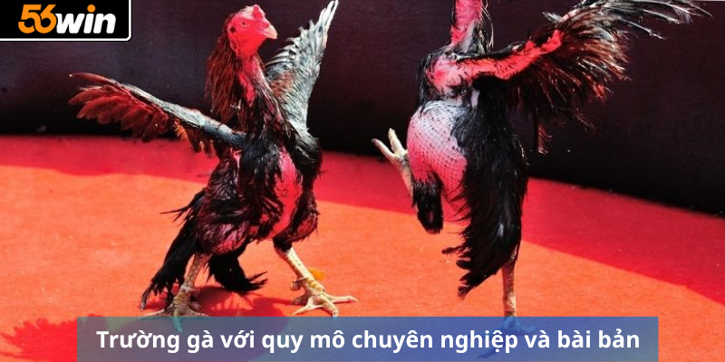 Trường gà với quy mô chuyên nghiệp và bài bản