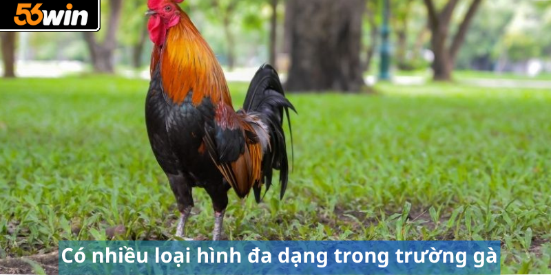 Có nhiều loại hình đa dạng trong trường gà
