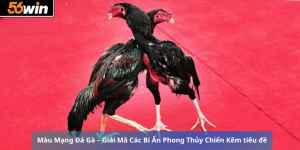 Màu Mạng Đá Gà – Giải Mã Các Bí Ẩn Phong Thủy Chiến Kê