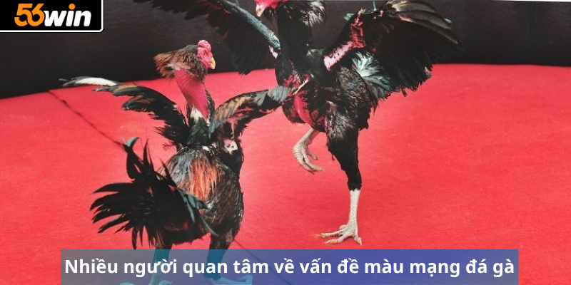 Nhiều người quan tâm về vấn đề màu mạng đá gà