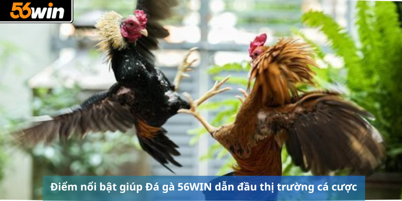 Điểm nổi bật giúp Đá gà 56WIN dẫn đầu thị trường đánh bạc